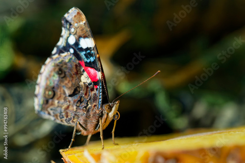 butterfly red admiral (Vanessa atalanta) photo