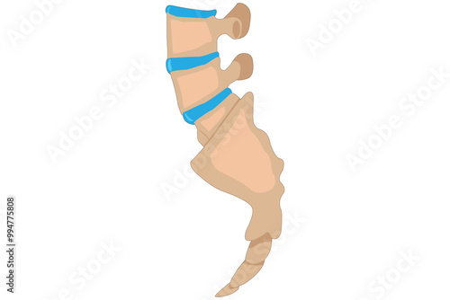 Illustration of the human coccyx, highlighting its anatomy, function, and importance in body support. eps 10