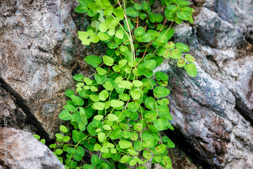 Dichondra Emerald Falls Plant with rock background Dichondra Emerald Falls Plant with rock background