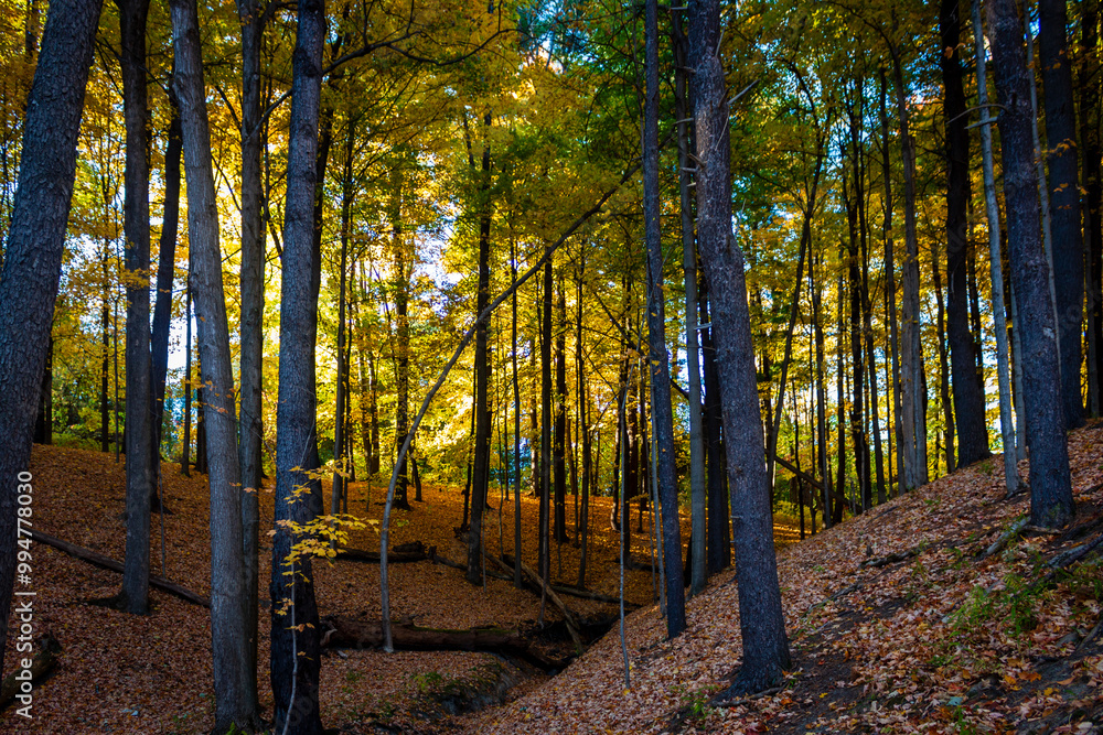 autumn forest in the morning