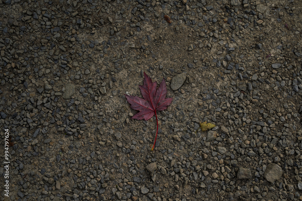 A single red leaf laying on dirt. A single red leaf laying on dirt.