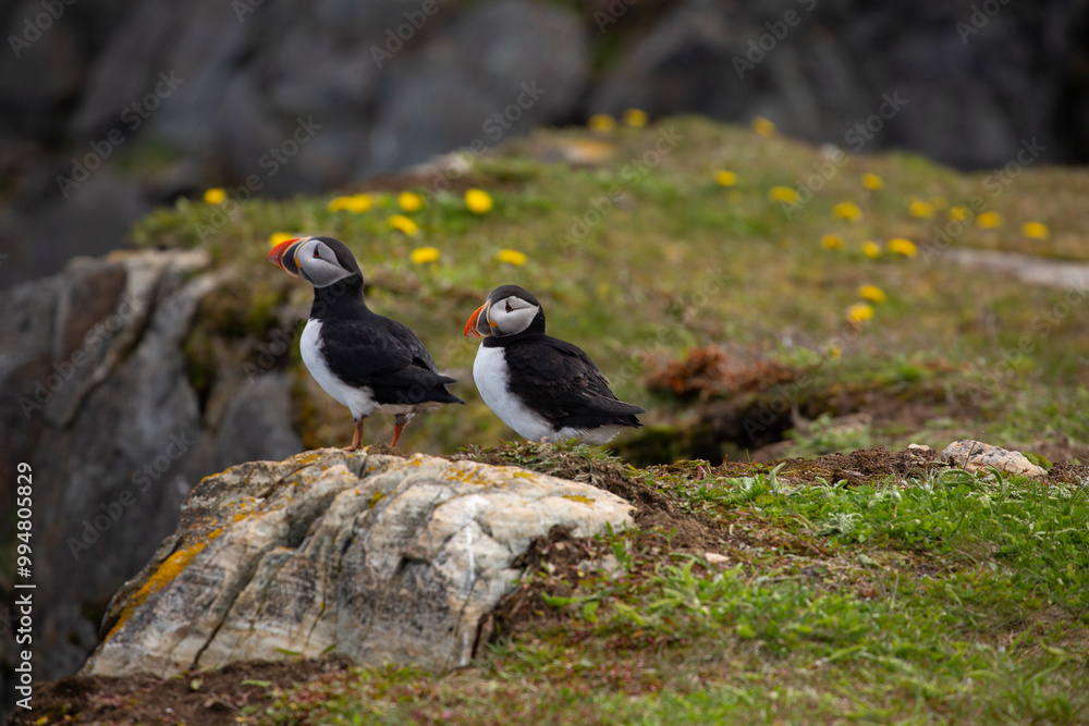 Obraz premium Two Atlantic puffins on rocky ground overlooking the Atlantic ocean in Elliston, Newfoundland 