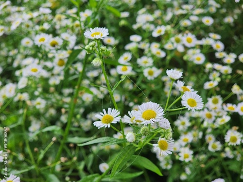 field of daisies