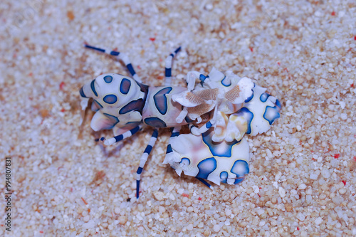 Blue Harlequin Shrimp - Hymenocera elegans photo