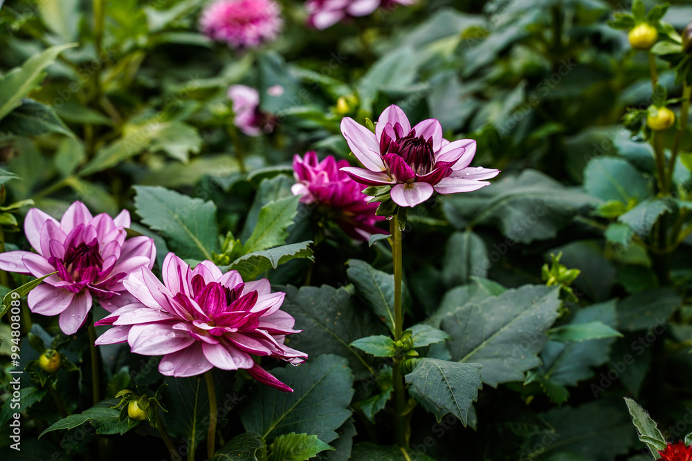 Creme de cassis dahlia plant with many blooms in an outdoor garden space. Creme de cassis dahlia plant with many blooms in an outdoor garden space.