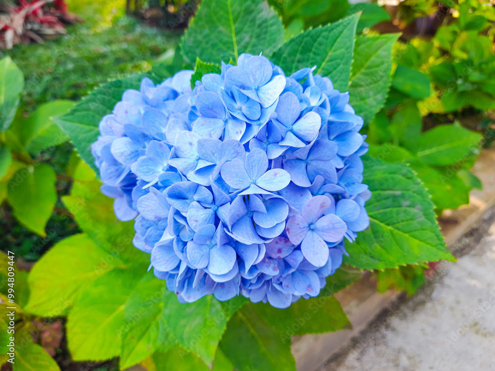 Beautiful purple hydrangea flowers blooming in the garden. Beautiful blooming blue and purple Hydrangea or Hortensia flowers (Hydrangea macrophylla) under the sunlight on blur background in summer. Beautiful purple hydrangea flowers blooming in the garden. Beautiful blooming blue and purple Hydrangea or Hortensia flowers (Hydrangea macrophylla) under the sunlight on blur background in summer.
