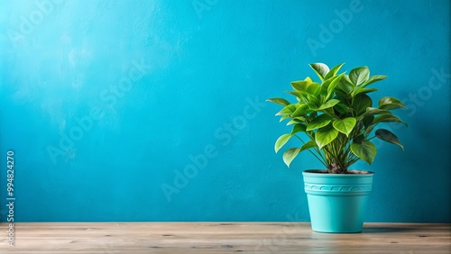 A potted plant with vibrant green leaves sits on a wooden tabletop against a bright turquoise wall.