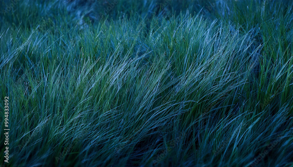 Perfect natural fresh grass pattern background. Dark blue moody backdrop for your design. Copy space.