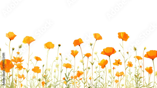 Fototapeta Naklejka Na Ścianę i Meble -  PNG Orange flowers outdoors poppy plant.