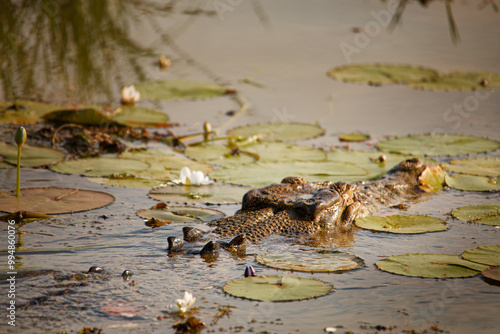 Crocodile lurking in the lily pads photo