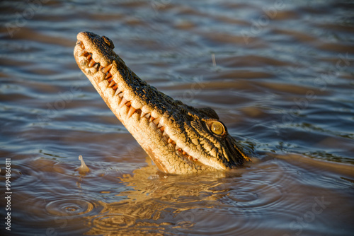 crocodile in the water
