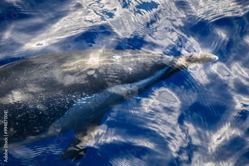 Pantropical spotted dolphins glide gracefully through the deep blue Hawaiian waters photo