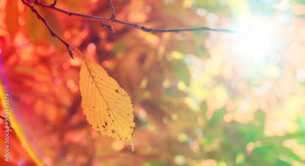 Obraz premium 秋の山林の背景 濃い赤と黄色とオレンジに色づいた美しい紅葉の木々の葉と日の光の木漏れ日のレンズフレアとゴースト 楓・モミジ・アウトドア・行楽・旅行