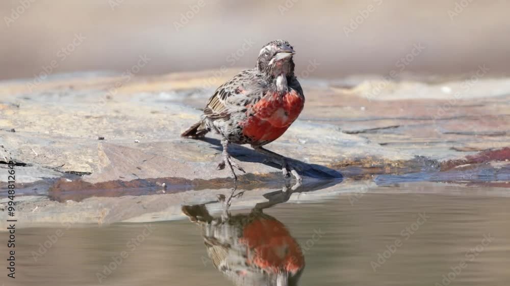 Pájaro chileno, Loica en bebedero
