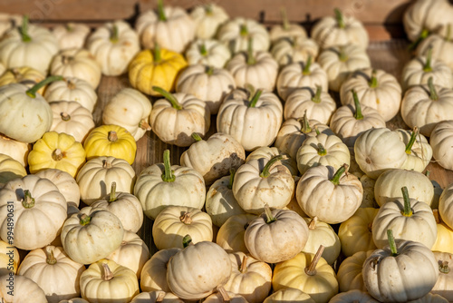 Lots and lots of stacked, freshly picked, classic halloween pumpkins. These pumpkins will soon be on the market stalls and will probably turn into lanterns. photo