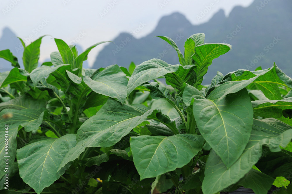 Obraz premium Green tobacco leaf plan grow at field