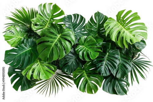 Green leaves of tropical plants bush (Monstera, palm, rubber plant, pine, birdâ€™s nest fern) floral arrangement indoors garden nature backdrop isolated on white background thailand, generative ai