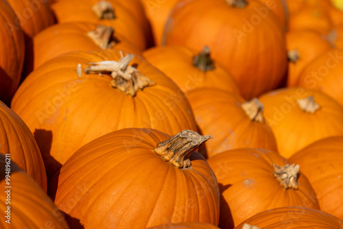 Lots and lots of stacked, freshly picked, classic halloween pumpkins. These pumpkins will soon be on the market stalls and will probably turn into lanterns.