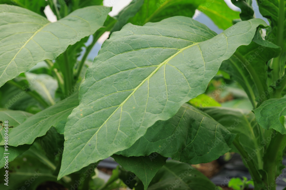 Green tobacco leaf plan grow at field