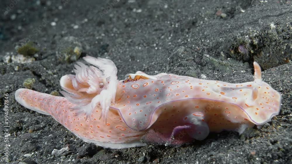 The emperor shrimp (Zenopontonia rex) lives on a nudibranch. Three-Lobed Ceratosoma (Ceratosoma trilobatum) 120 mm. ID: distinct lobes and ridge between them, mantle with purple marginal line. The emperor shrimp (Zenopontonia rex) lives on a nudibranch. Three-Lobed Ceratosoma (Ceratosoma trilobatum) 120 mm. ID: distinct lobes and ridge between them, mantle with purple marginal line.