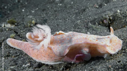 The emperor shrimp (Zenopontonia rex) lives on a nudibranch. Three-Lobed Ceratosoma (Ceratosoma trilobatum) 120 mm. ID: distinct lobes and ridge between them, mantle with purple marginal line. photo