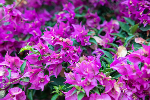 Fresh Bougainvillea flowers are purple