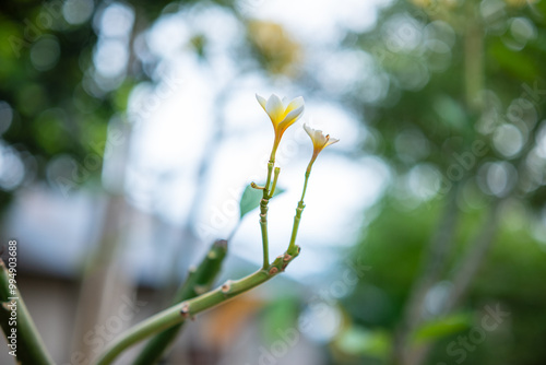 Plumeria Flowers in the Garden