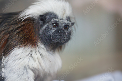 Cotton-top Tamarin photo