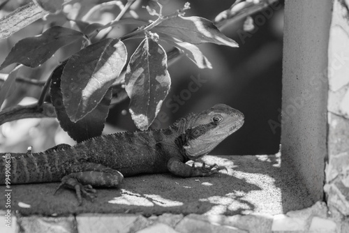 Australian Water Dragon photo