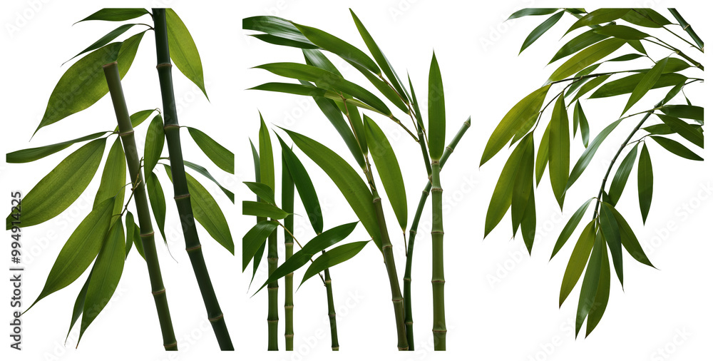 Fototapeta premium Bamboo leaf shown in different angles on a white background
