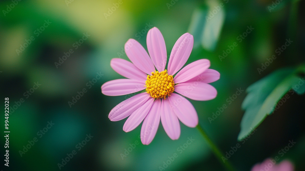 Delicate pink flowering plant with yellow center captured in a lush garden Delicate pink flowering plant with yellow center captured in a lush garden