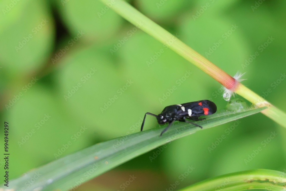 Naklejka premium fly on leaf