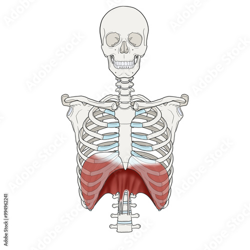횡격막 의학 메디컬 일러스트