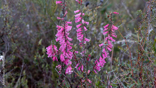 Photos Pink common heath - Epacris impressa