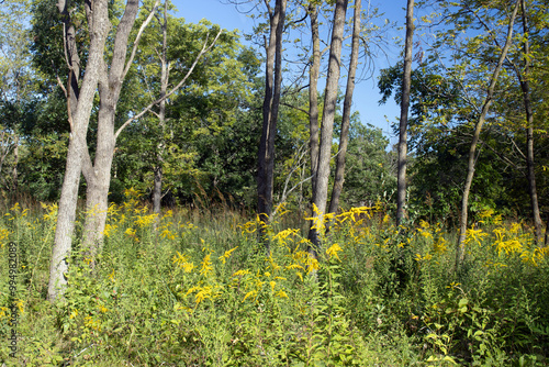 View of native trees and goldenrod wildflowers in autumn at Cuba Marsh Forest Preserve in Lake County, Illinois