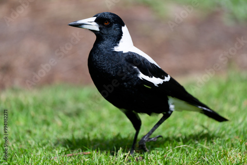 Male Australian magpie walking along a neatly trimmed grassy area in a park, during a sunny day