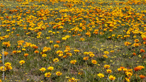 Foto Gazania flowers growing wild on roadsides and fields