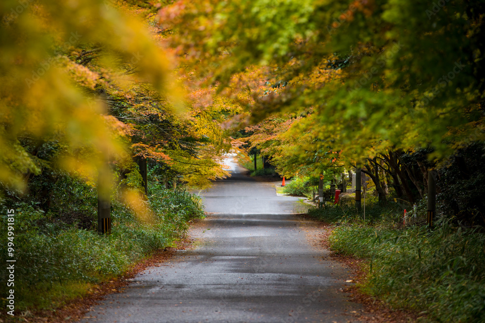 Autumn at the ancient temple in Shiga Prefecture, Japan Autumn at the ancient temple in Shiga Prefecture, Japan