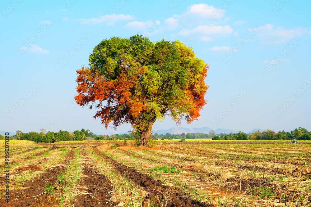 Fototapeta premium autumn landscape with tree.