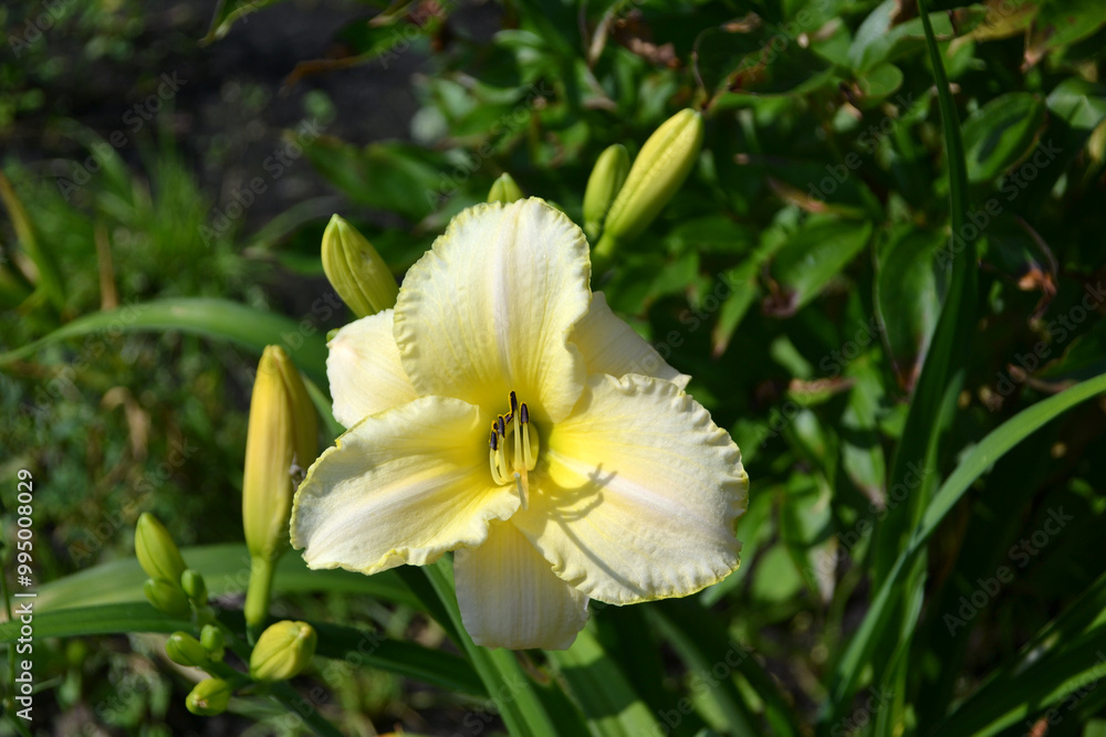 daylily Blizzard Bay, white with cream shade and yellow-green eye, with yellow-green wavy border
daylily Blizzard Bay, white with cream shade and yellow-green eye, with yellow-green wavy border