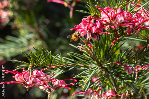 Bee on a juniper-leaf grevillea [Grevillea juniperina]