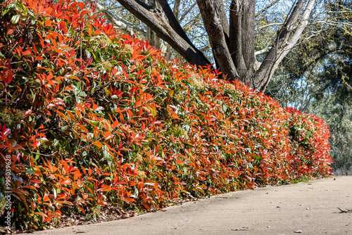 Photinia Robusta (Photinia x fraseri) hedge