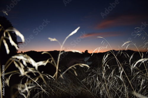 Grassy field