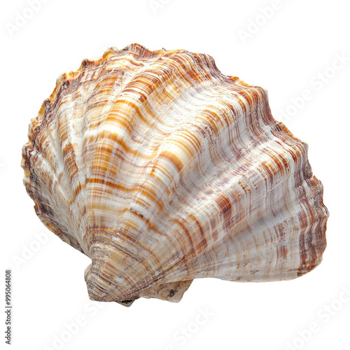 Beautiful striped seashell on transparent background