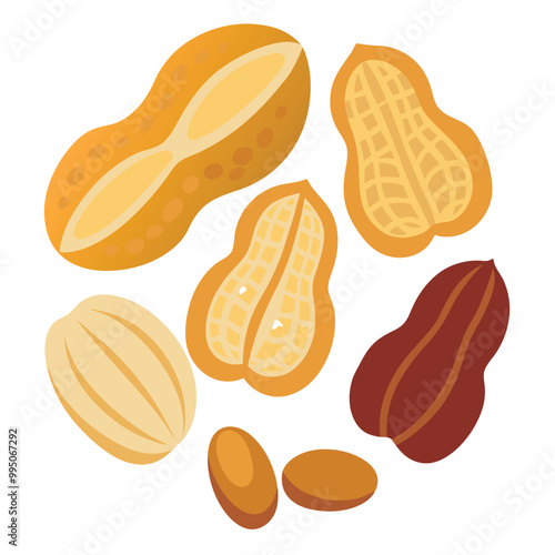 Peanut raw shield vector illustration isolated on a white background