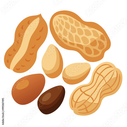 Peanut raw shield vector illustration isolated on a white background