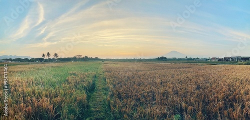 A Rice Field View With A Mountain In The Background