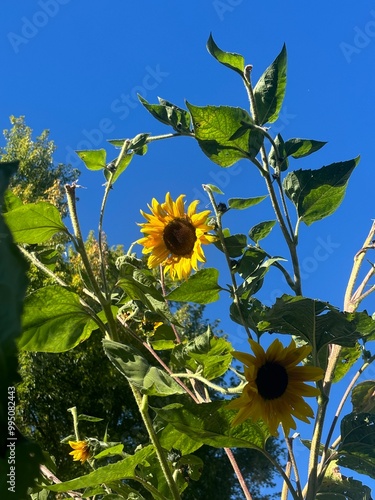 sunflower and sky
