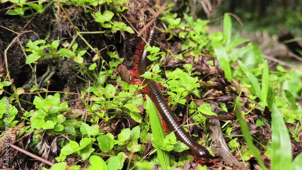 diplopoda walking on green grass diplopoda walking on green grass