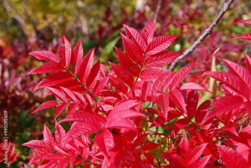ナナカマド紅葉